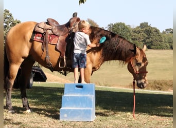 Caballo cuarto de milla, Caballo castrado, 12 años, 155 cm, Buckskin/Bayo