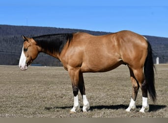 Caballo cuarto de milla, Caballo castrado, 12 años, 155 cm, Buckskin/Bayo