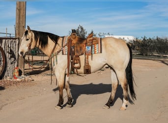 Caballo cuarto de milla, Caballo castrado, 12 años, 155 cm, Buckskin/Bayo
