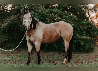 Caballo cuarto de milla, Caballo castrado, 12 años, 155 cm, Buckskin/Bayo