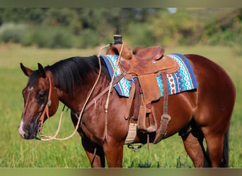 Caballo cuarto de milla, Caballo castrado, 12 años, 155 cm, Castaño rojizo