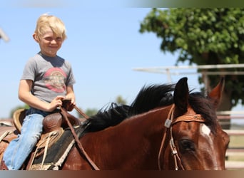 Caballo cuarto de milla, Caballo castrado, 12 años, 155 cm, Castaño rojizo