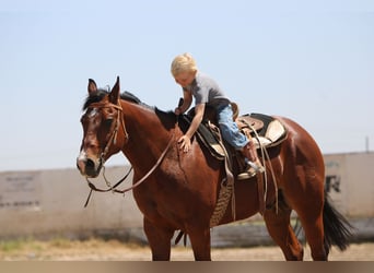 Caballo cuarto de milla, Caballo castrado, 12 años, 155 cm, Castaño rojizo