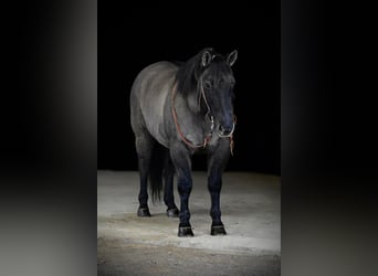 Caballo cuarto de milla, Caballo castrado, 12 años, 155 cm, Grullo