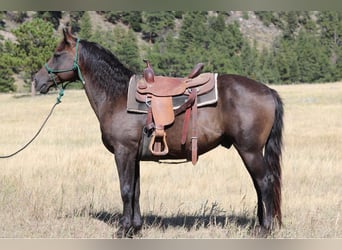 Caballo cuarto de milla, Caballo castrado, 12 años, 155 cm, Negro