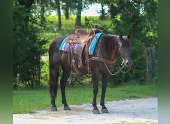 Caballo cuarto de milla, Caballo castrado, 12 años, 155 cm, Negro
