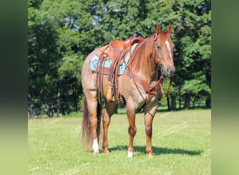 Caballo cuarto de milla, Caballo castrado, 12 años, 155 cm, Ruano alazán