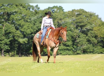 Caballo cuarto de milla, Caballo castrado, 12 años, 155 cm, Ruano alazán