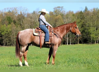 Caballo cuarto de milla, Caballo castrado, 12 años, 155 cm, Ruano alazán