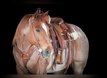 Caballo cuarto de milla, Caballo castrado, 12 años, 155 cm, Ruano alazán