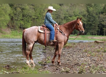 Caballo cuarto de milla, Caballo castrado, 12 años, 155 cm, Ruano alazán