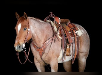 Caballo cuarto de milla, Caballo castrado, 12 años, 155 cm, Ruano alazán