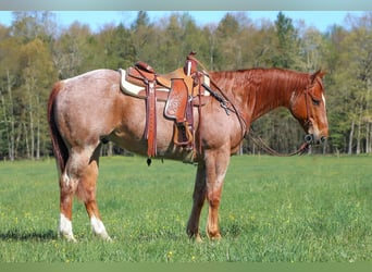 Caballo cuarto de milla, Caballo castrado, 12 años, 155 cm, Ruano alazán