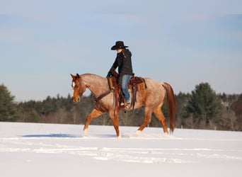 Caballo cuarto de milla, Caballo castrado, 12 años, 155 cm, Ruano alazán