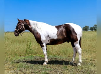 Caballo cuarto de milla, Caballo castrado, 12 años, 155 cm, Tobiano-todas las-capas