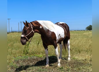 Caballo cuarto de milla, Caballo castrado, 12 años, 155 cm, Tobiano-todas las-capas