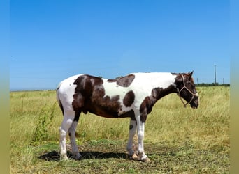 Caballo cuarto de milla, Caballo castrado, 12 años, 155 cm, Tobiano-todas las-capas