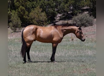 Caballo cuarto de milla, Caballo castrado, 12 años, 157 cm, Buckskin/Bayo