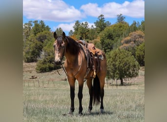 Caballo cuarto de milla, Caballo castrado, 12 años, 157 cm, Buckskin/Bayo