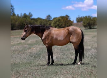 Caballo cuarto de milla, Caballo castrado, 12 años, 157 cm, Buckskin/Bayo