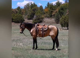 Caballo cuarto de milla, Caballo castrado, 12 años, 157 cm, Buckskin/Bayo