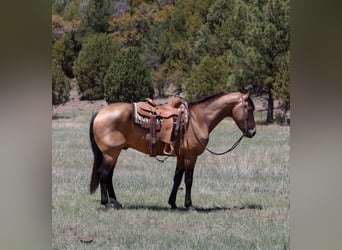 Caballo cuarto de milla, Caballo castrado, 12 años, 157 cm, Buckskin/Bayo