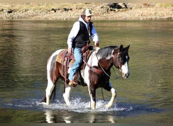 Caballo cuarto de milla, Caballo castrado, 12 años, 157 cm, Castaño