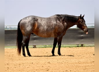 Caballo cuarto de milla, Caballo castrado, 12 años, 157 cm, Ruano azulado