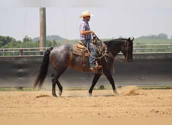 Caballo cuarto de milla, Caballo castrado, 12 años, 157 cm, Ruano azulado