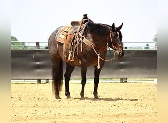 Caballo cuarto de milla, Caballo castrado, 12 años, 157 cm, Ruano azulado