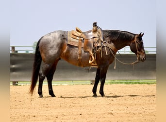 Caballo cuarto de milla, Caballo castrado, 12 años, 157 cm, Ruano azulado