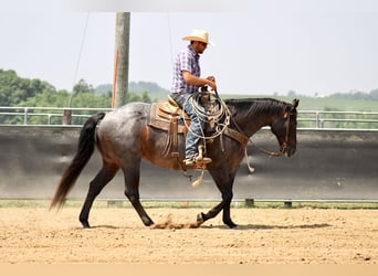 Caballo cuarto de milla, Caballo castrado, 12 años, 157 cm, Ruano azulado