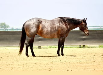 Caballo cuarto de milla, Caballo castrado, 12 años, 157 cm, Ruano azulado