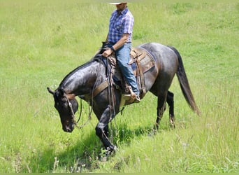 Caballo cuarto de milla, Caballo castrado, 12 años, 157 cm, Ruano azulado