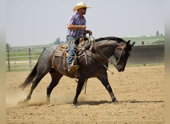 Caballo cuarto de milla, Caballo castrado, 12 años, 157 cm, Ruano azulado