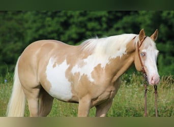 Caballo cuarto de milla, Caballo castrado, 12 años, 160 cm, Overo-todas las-capas