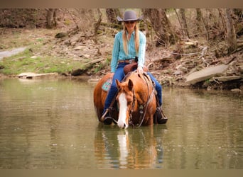 Caballo cuarto de milla, Caballo castrado, 12 años, 160 cm, Overo-todas las-capas