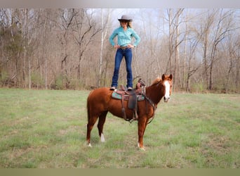 Caballo cuarto de milla, Caballo castrado, 12 años, 160 cm, Overo-todas las-capas