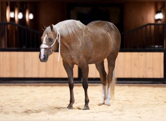 Caballo cuarto de milla, Caballo castrado, 12 años, 160 cm, Palomino