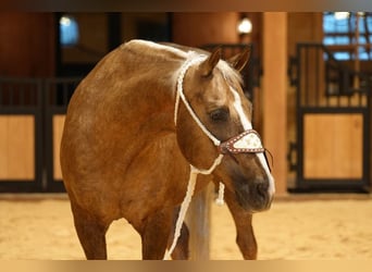 Caballo cuarto de milla, Caballo castrado, 12 años, 160 cm, Palomino