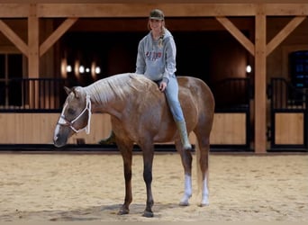 Caballo cuarto de milla, Caballo castrado, 12 años, 160 cm, Palomino