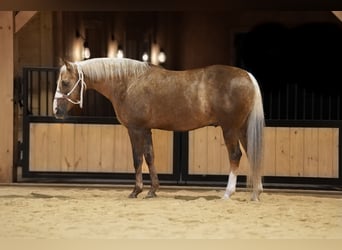 Caballo cuarto de milla, Caballo castrado, 12 años, 160 cm, Palomino