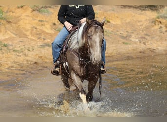 Caballo cuarto de milla, Caballo castrado, 12 años, 160 cm, Tobiano-todas las-capas