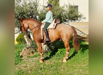 Caballo cuarto de milla Mestizo, Caballo castrado, 12 años, 162 cm