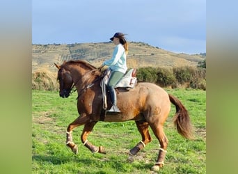 Caballo cuarto de milla Mestizo, Caballo castrado, 12 años, 162 cm