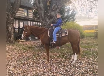 Caballo cuarto de milla, Caballo castrado, 12 años, 163 cm, Alazán-tostado