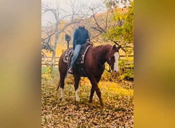 Caballo cuarto de milla, Caballo castrado, 12 años, 163 cm, Alazán-tostado