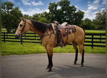 Caballo cuarto de milla, Caballo castrado, 12 años, 163 cm, Buckskin/Bayo