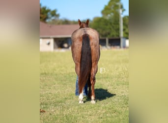 Caballo cuarto de milla, Caballo castrado, 12 años, 163 cm