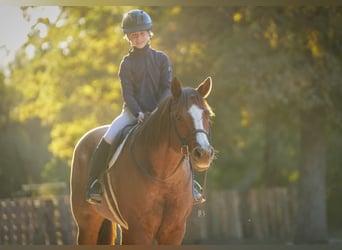 Caballo cuarto de milla, Caballo castrado, 12 años, 163 cm